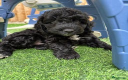 Mixed Breed dogs for sale: Cockapoo x Maltipoo  - Image 1