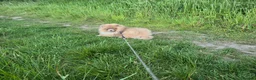 Pomeranian dogs for sale: KC Young Adult Male and Female six mo - Advert 10