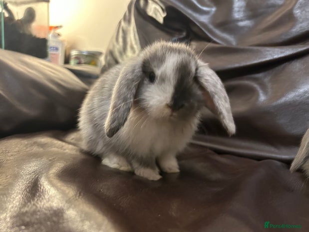 Mini Lop rabbits - Advert 8