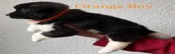 Akita dogs for sale: Chunky Akita puppies in Liverpool - Advert 9