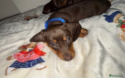 Miniature Dachshund dogs for sale: Miniature dachshund - Image 6