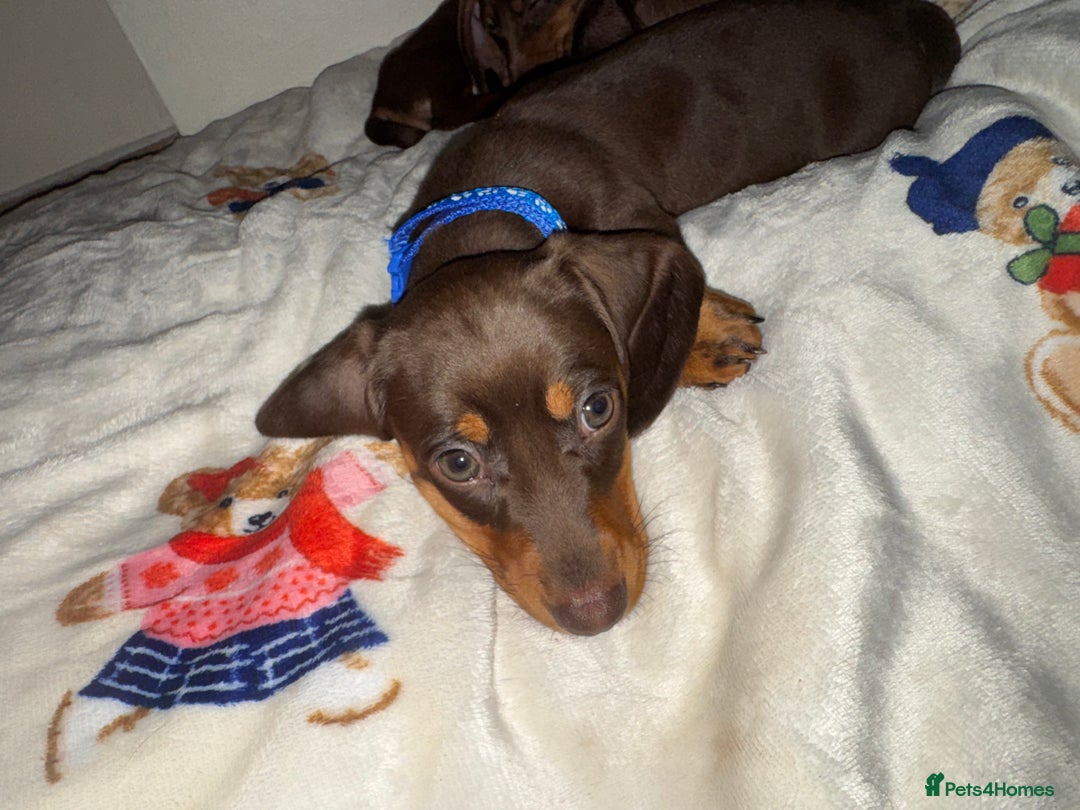 Miniature Dachshund dogs for sale: Miniature dachshund - Image 6