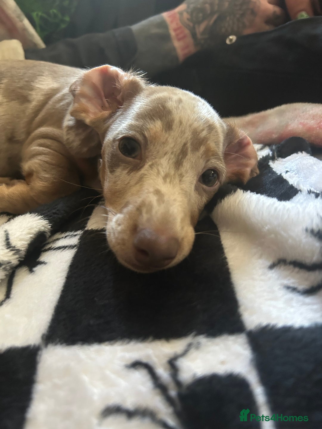 Miniature Dachshund dogs for sale: Silver dapple dachshund  - Advert 1