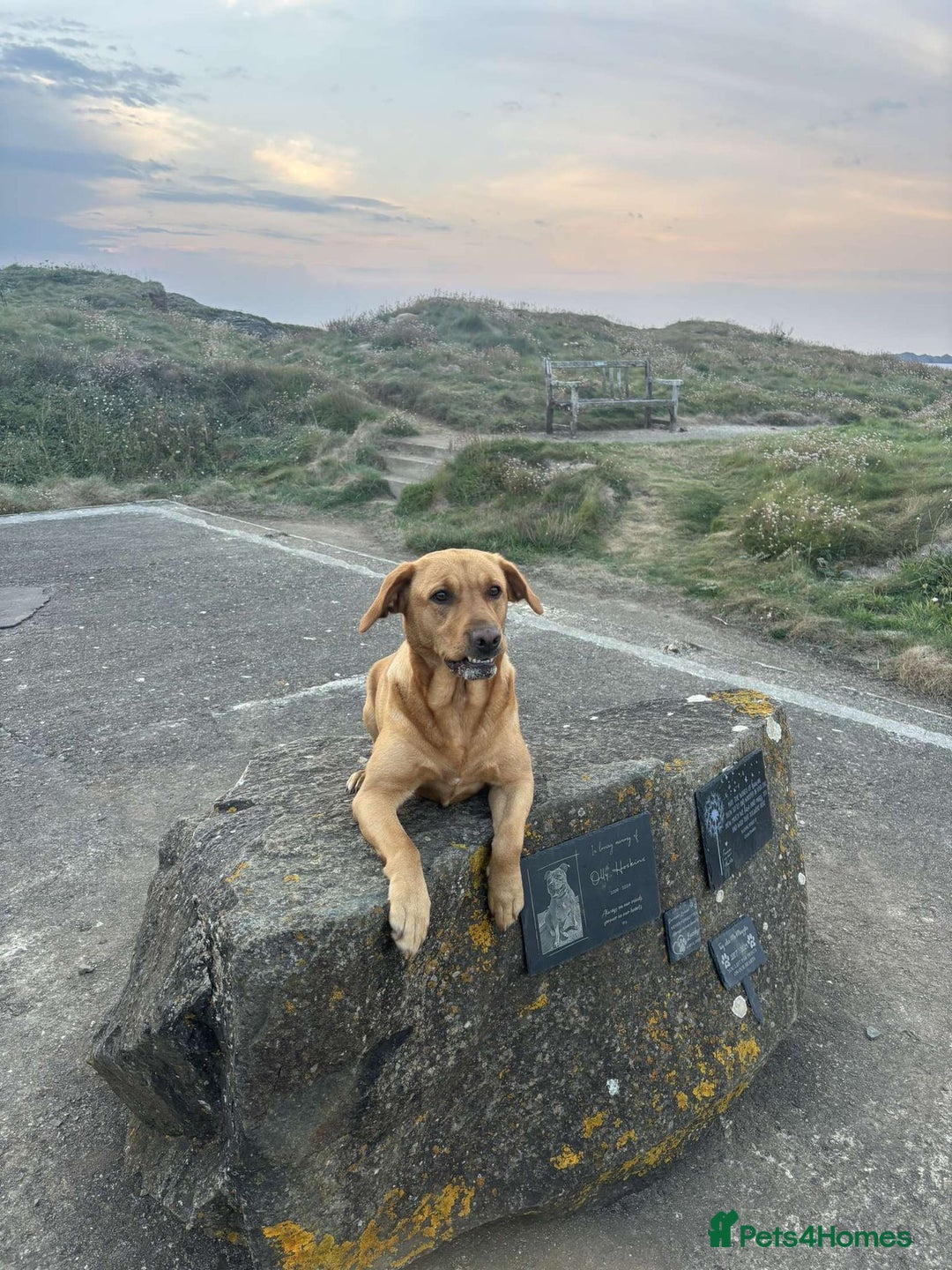 Labrador Retriever dogs for sale: Labrador puppies  - Advert 1