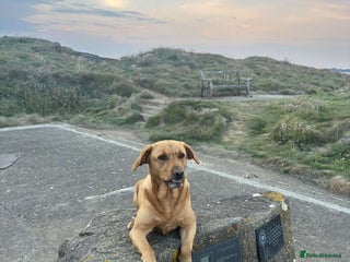 Labrador Retriever dogs Labrador puppies - Advert 1