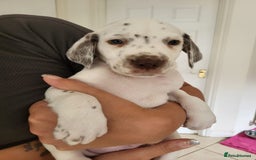 Mixed Breed dogs for sale:  Dalmaspoodles! Dalmation X springer/poodle pups - Image 3