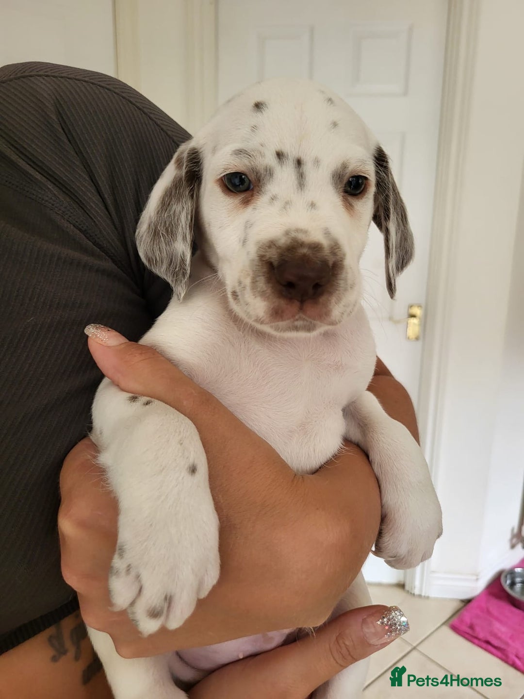 Mixed Breed dogs for sale:  Dalmaspoodles! Dalmation X springer/poodle pups - Image 3