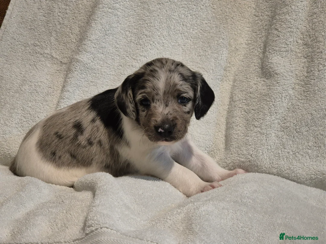 Sprollie dogs for sale: 3/4 Springer Spaniel Puppies - Sprollies - Advert 15