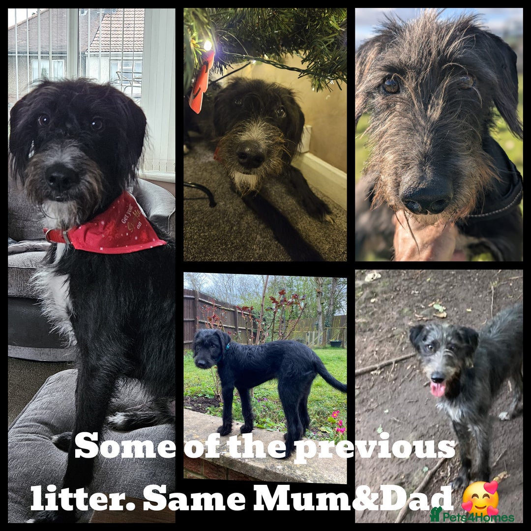Mixed Breed dogs for sale: Greyhound x Bedlington terrior pups - Image 9
