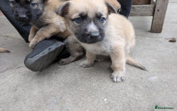 Mixed Breed dogs for sale: Beautiful German shepherd cross mali  - Image 4