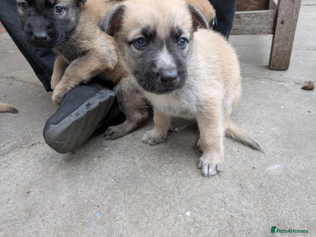 Mixed Breed dogs for sale: Beautiful German shepherd cross mali  - Image 4