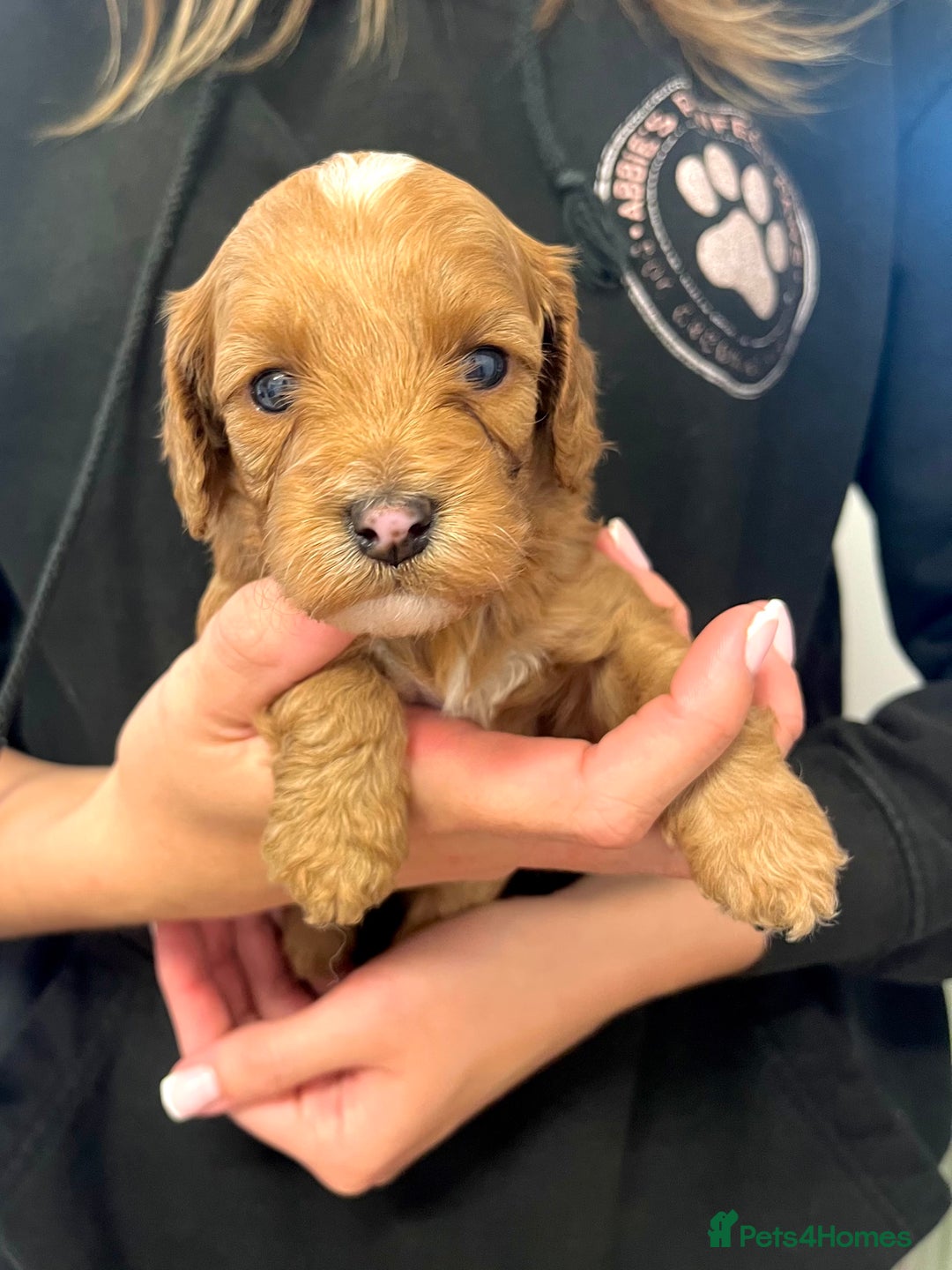 Cockapoo dogs for sale: Fabulous F1B cockapoo puppies available  - Image 4