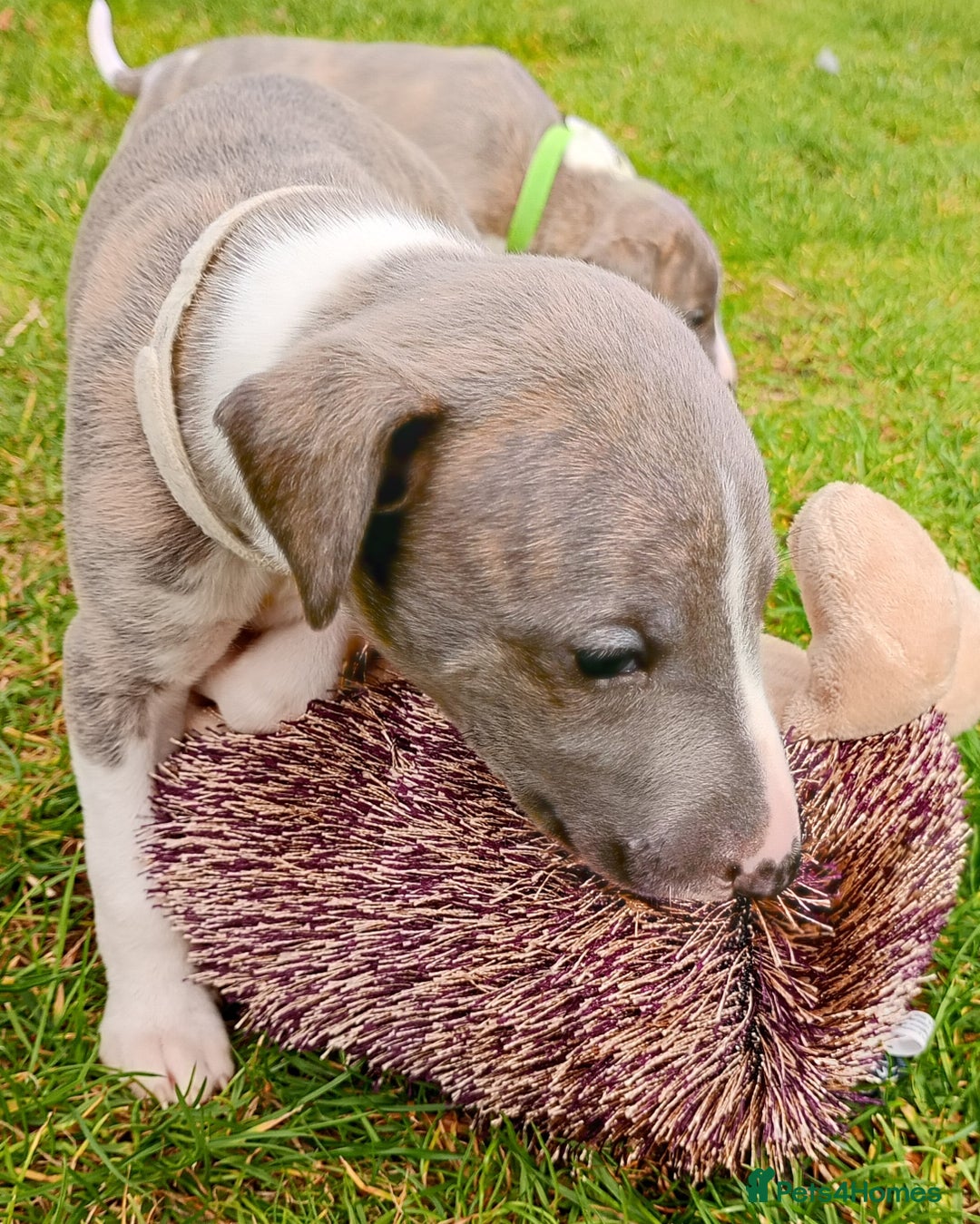 Whippet dogs for sale: Quality KC reg Whippet Puppies - Image 28