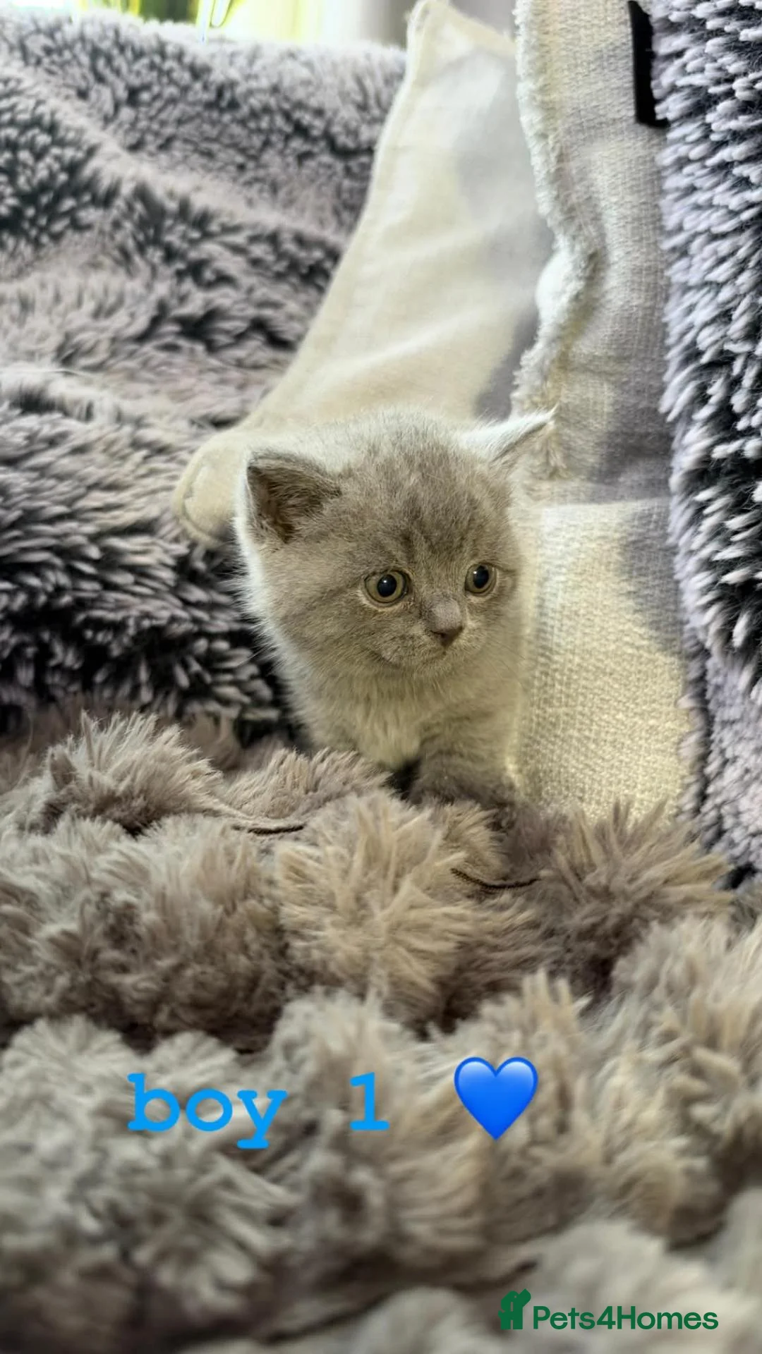 British Shorthair cats for sale: Beautiful British Shorthair Kittens - Advert 1