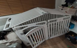 Cavachon dogs for sale: Cavapoochon Boy 16 wks old - Image 4