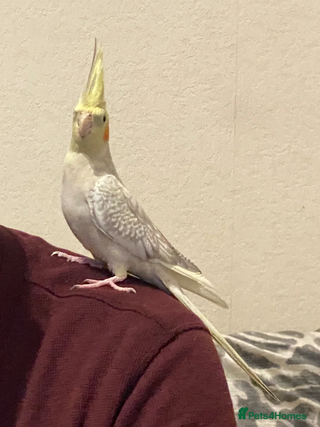 Cockatiels birds for sale: Young lutino cockatiel, semi tamed, 24 weeks old   - Advert 6