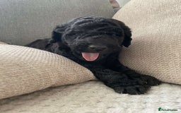 Goldendoodle dogs for sale: Golden doodles  - Image 9