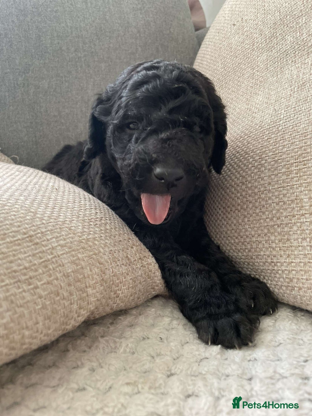 Goldendoodle dogs for sale: Golden doodles  - Image 9