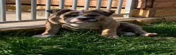Old Tyme Bulldog dogs for sale: Mya NEBBR Registered old thyme bulldog NO KIDS in Braintree - Advert 3
