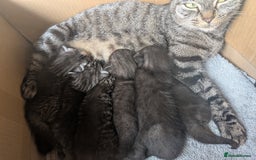Domestic Shorthair cats for sale: Tabby and black kittens  - Image 16