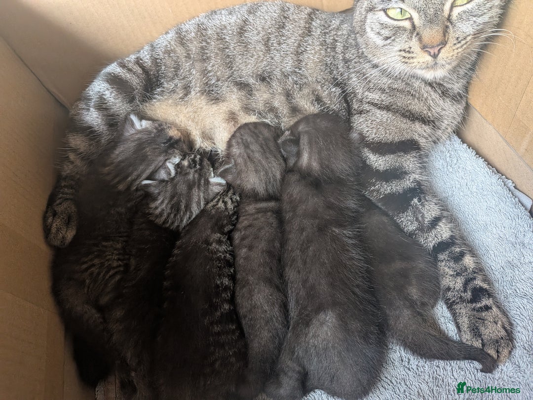 Domestic Shorthair cats for sale: Tabby and black kittens  - Image 16