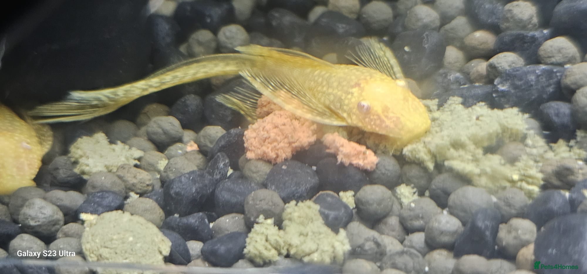 Plecos fish Angel wing bristlenose albino  baby's  - Advert 1