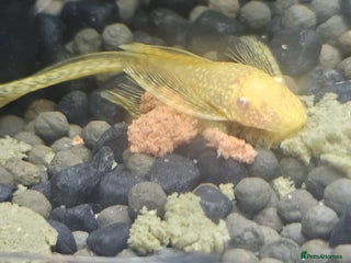Plecos fish Angel wing bristlenose albino baby's - Advert 1