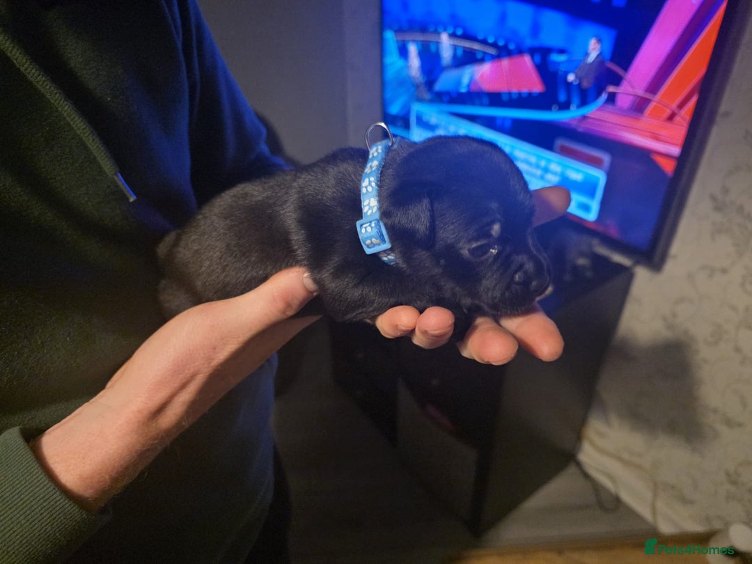 Staffordshire Bull Terrier dogs for sale: Kc registered Staffordshire bullterrier  - Advert 32