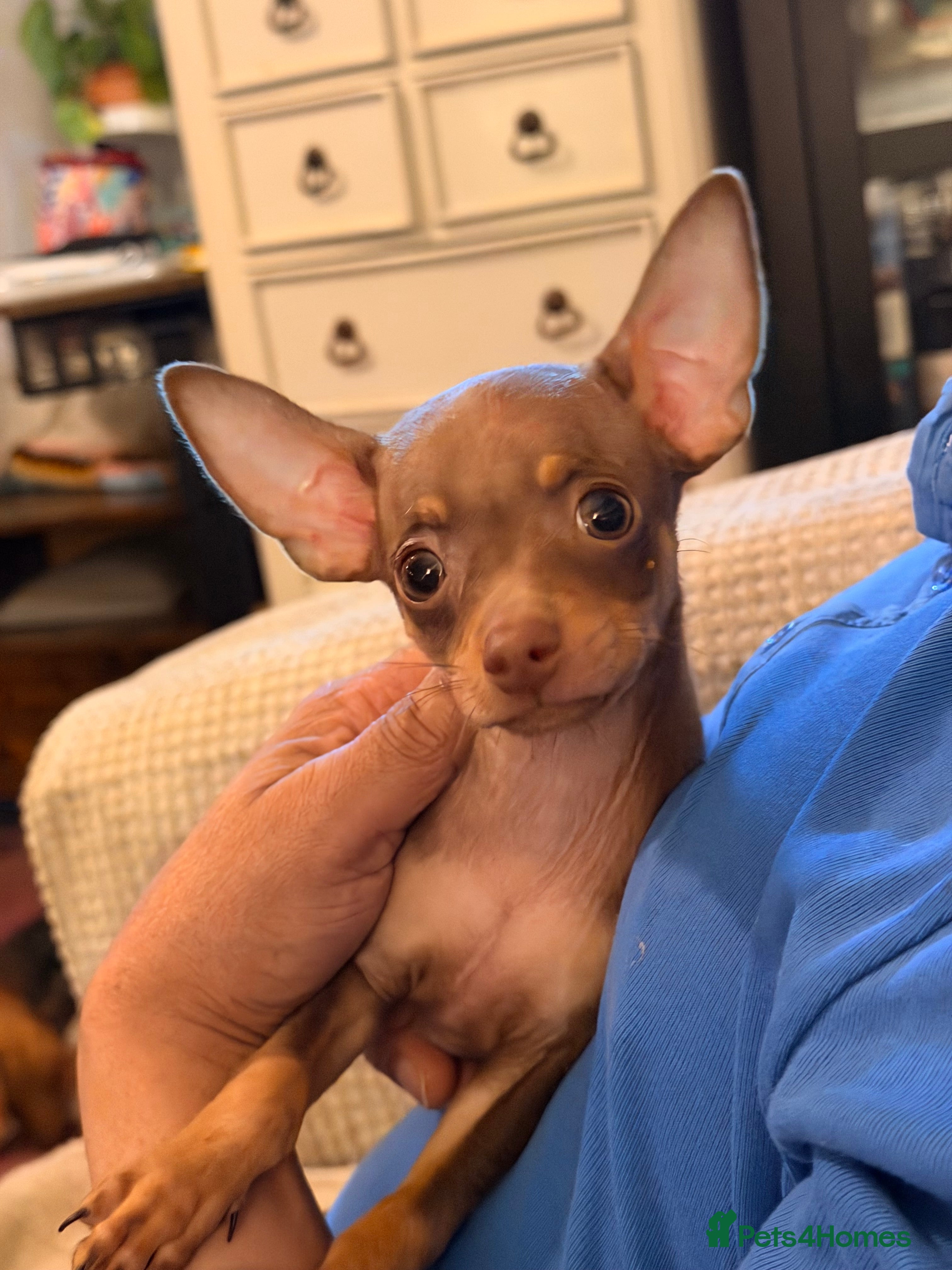 Russian Toy Terrier dogs Ready to join your family  - Advert 10