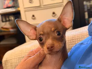 Russian Toy Terrier dogs Ready to join your family - Advert 10