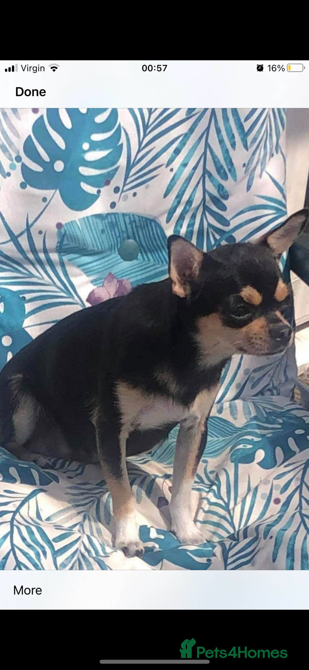 Chihuahua dogs for sale: Chihuahua puppy’s  - Image 4
