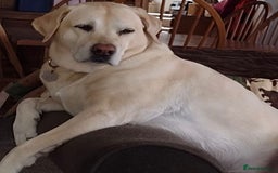 Labrador Retriever dogs for sale: Labrador Puppies  - Image 17