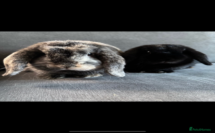 Mini Lop rabbits - Advert 6