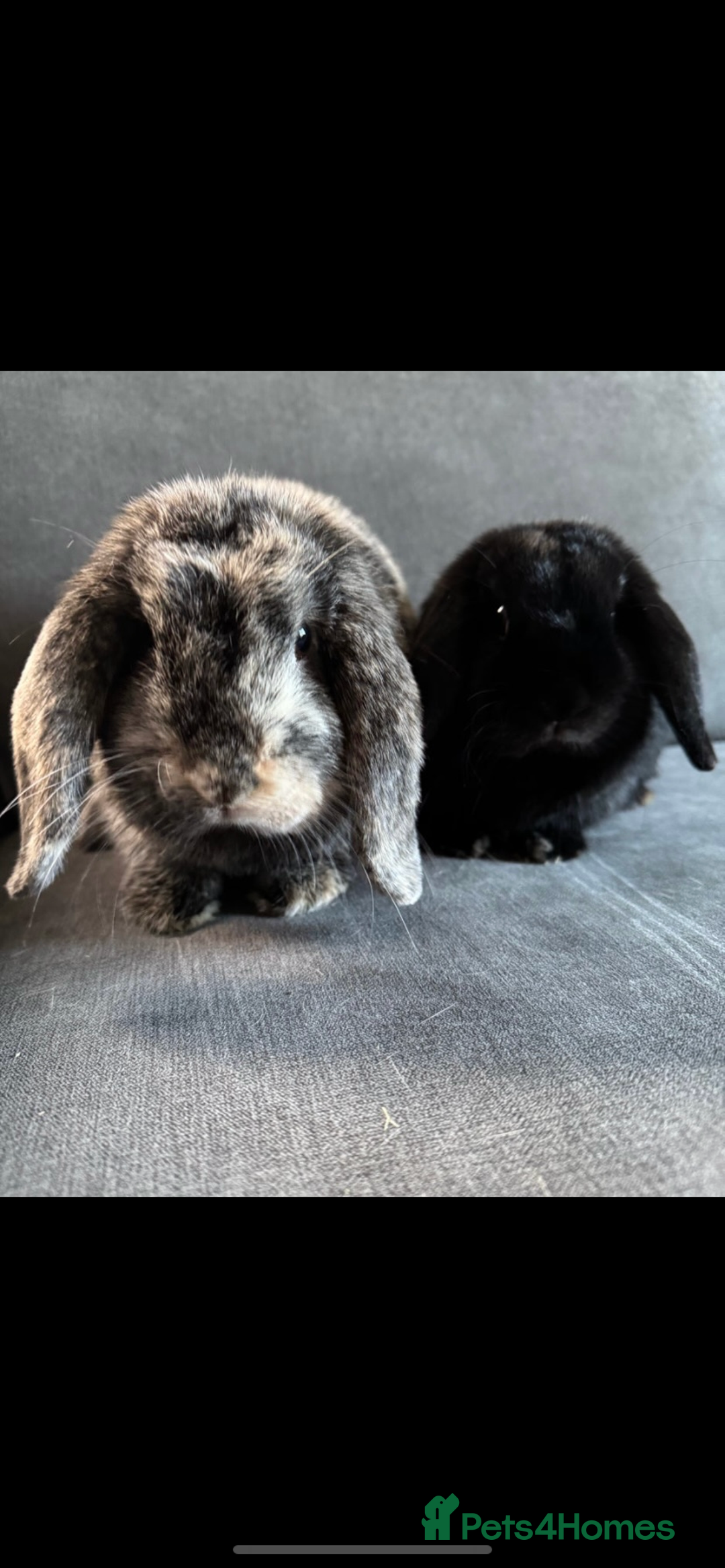 Mini Lop rabbits for sale: Rabbit 2 Boys Both Neutered Hut Included 14Months  - Image 1