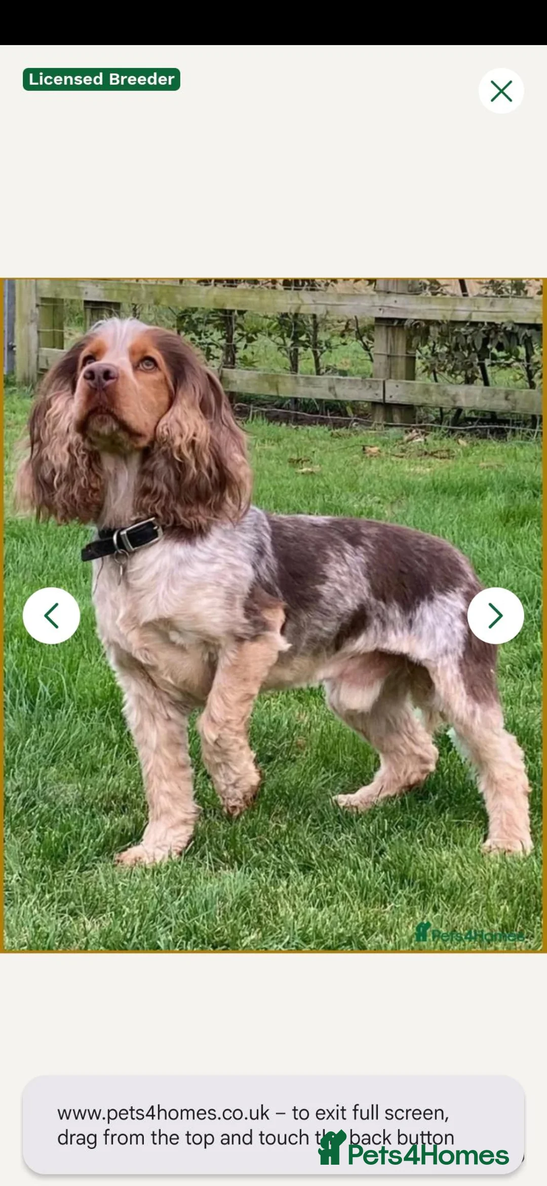 Cocker Spaniel dogs for sale: KC litter of show cocker spaniels in Manchester - Advert 4