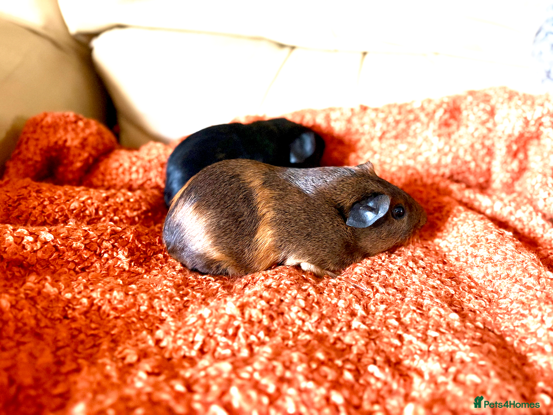 Guinea Pig rodents for sale: Two lovely boars looking for a new home! - Image 9