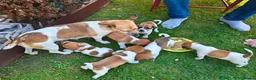 Jack Russell dogs for sale: 4 month old female Jack Russell  in London - Advert 2