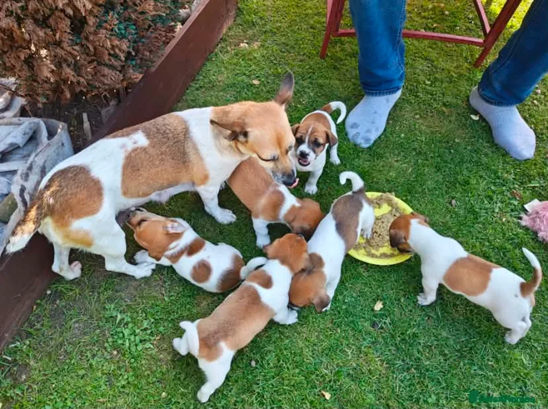 Jack Russell dogs for sale: 4 month old female Jack Russell  in London - Advert 2