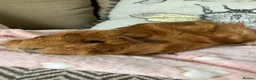 Guinea Pig rodents for sale: Two female abyssinian guinea pigs  in King's Lynn - Advert 3