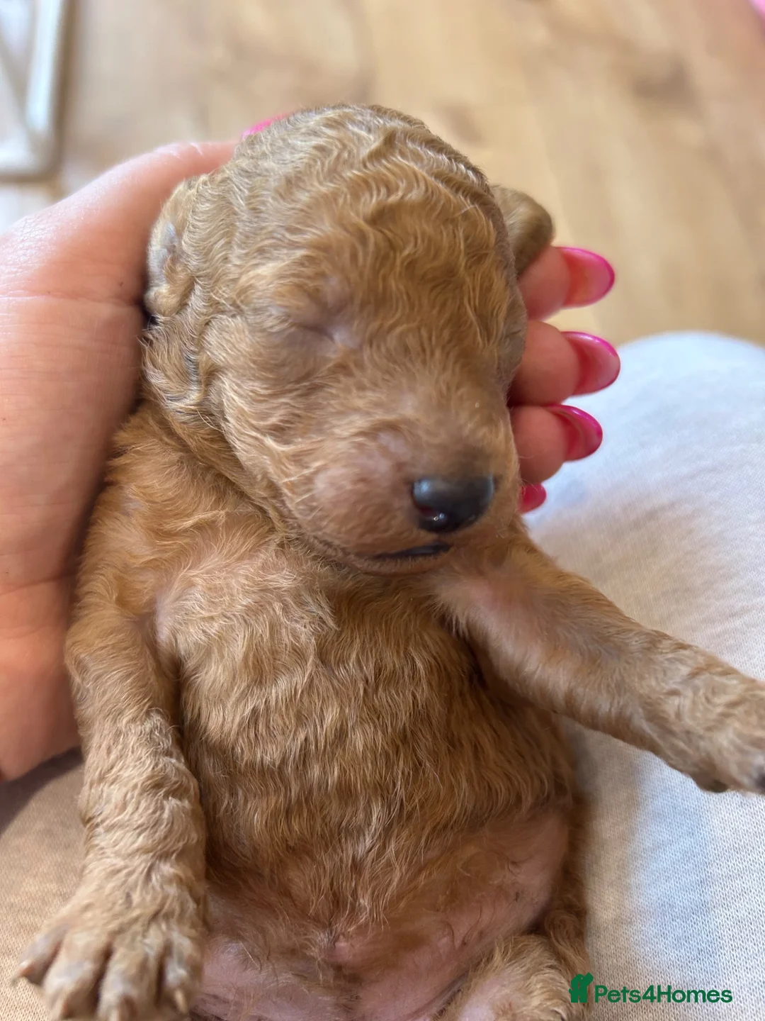 Poodle dogs for sale: Home bred miniature poodles - Advert 19