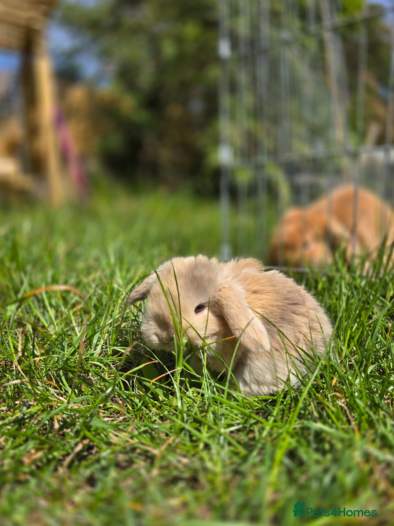 Mini Lop rabbits 4 Purebred Mini Lop kits for sale - Advert 16