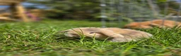 Mini Lop rabbits for sale: 4 Purebred Mini Lop kits for sale - Advert 12