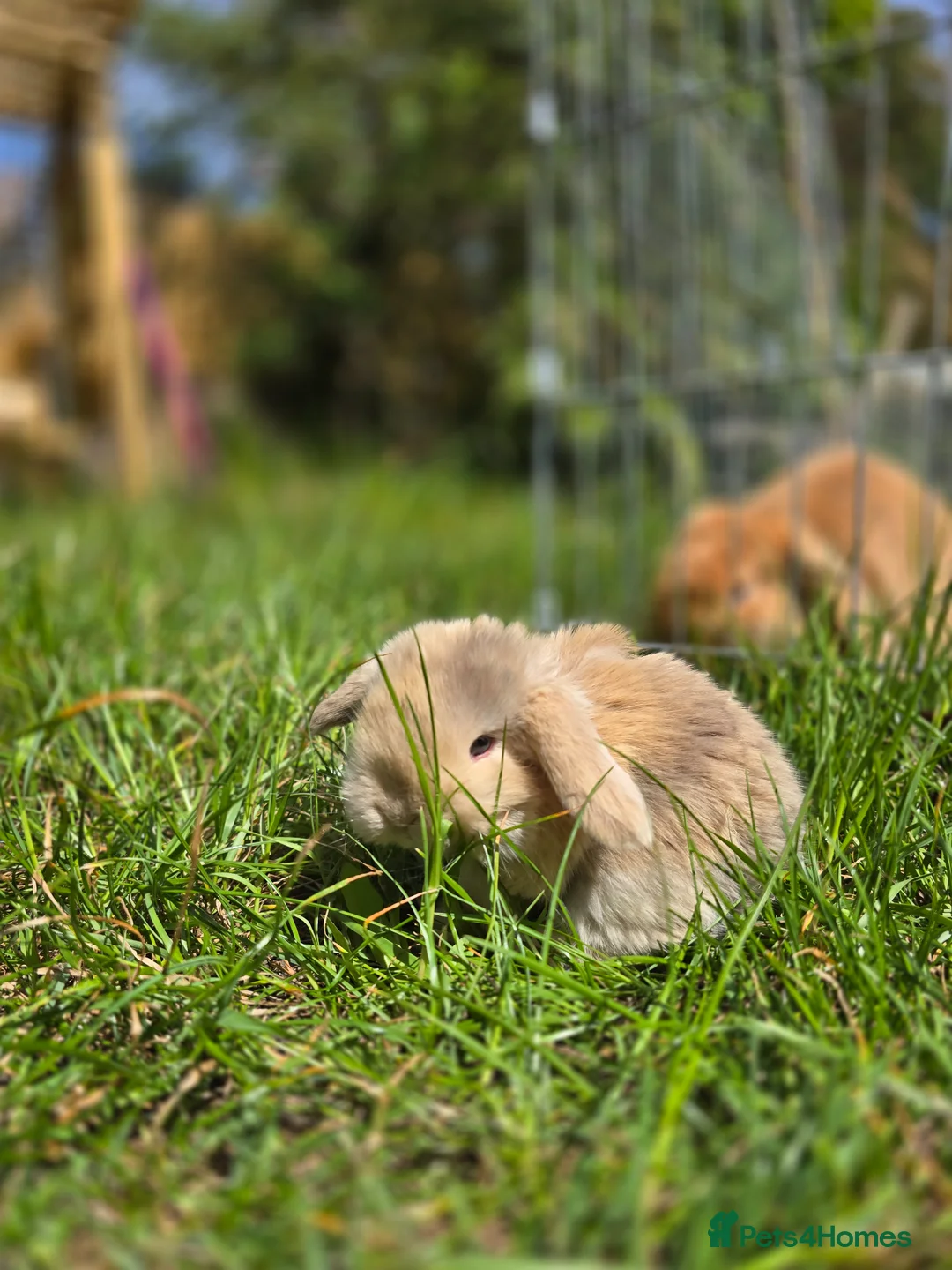 Mini Lop rabbits for sale: 4 Purebred Mini Lop kits for sale - Advert 1