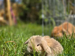 Mini Lop rabbits 4 Purebred Mini Lop kits for sale - Advert 16