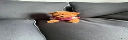 Poochon dogs for sale: Mini Poochon Teddy Bear - Advert 14