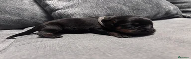 Rottweiler Puppy 10