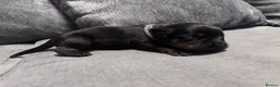 Rottweiler dogs for sale: ELITE KC REGISTERED GERMAN ROTTWEILER PUPPIES  - Advert 23