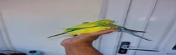 Budgerigars birds for sale: Super silly hand tamed baby budgies  - Advert 14