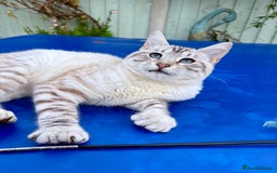 Savannah cats for sale: Breath taking rare girl - Image 1