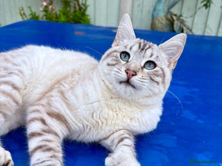 Savannah cats - Advert 17